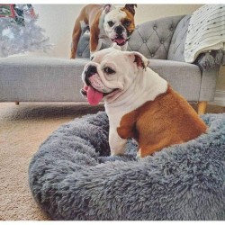 Cama para Mascota 50cm 2146