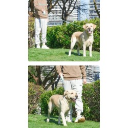 Cuerda para mascotas a pilas 5mt 4683-41